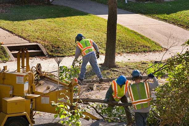 How Our Tree Care Process Works  in  Ramseur, NC